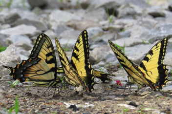 Eastern Tiger 
Swallowtail puddling